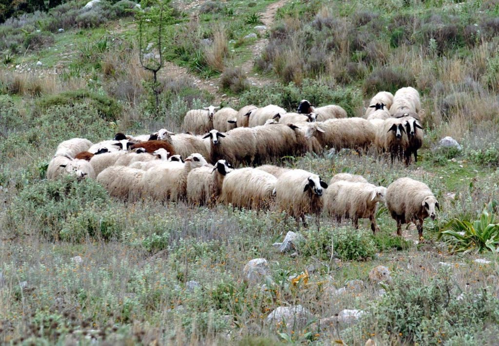 Δέκα νέα κρούσματα ευλογιάς στις αρχές Φεβρουαρίου