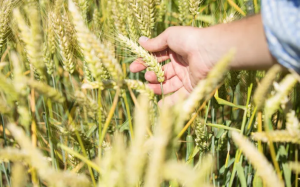 Ετοιμάζεται για το λανσάρισμα του υβριδικού σιταριού X-Terra στην Ευρώπη η Syngenta