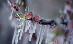 Άγνωστη η πορεία αποζημίωσης σε μήλα-κεράσια από τον περσινό παγετό στο Ροδοχώρι