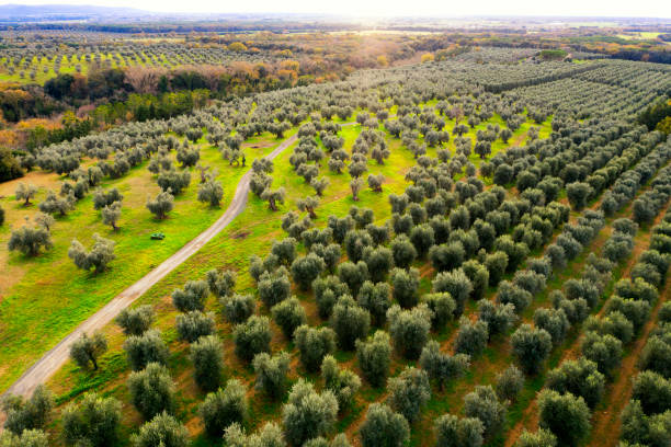 Ξεκίνησαν στην Ισπανία οι αιτήσεις για τις επιδοτήσεις της ΚΑΠ του 2026
