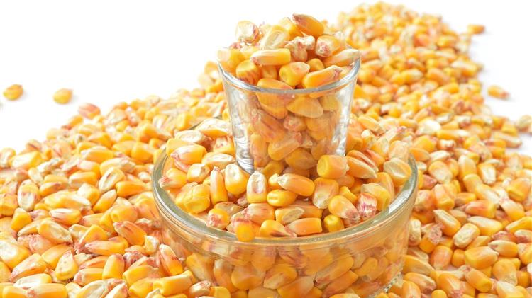 Καλαμπόκι: Σταθερή αγορά και συνδεδεμένη ενίσχυση ενισχύουν το ενδιαφέρον των παραγωγών