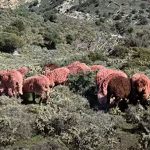 Τα κόκκινα πρόβατα της Κρήτης