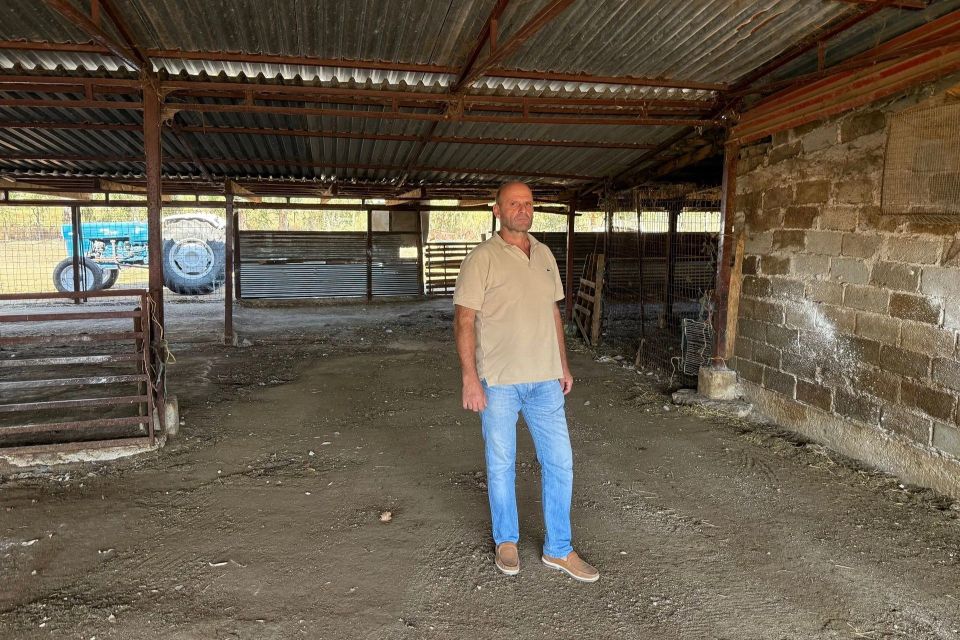 Έως 23 Φεβρουαρίου οι δηλώσεις προβατοτρόφων για ανωτέρα βία το 2025 λόγω θανάτωσης κοπαδιού - Τυροκόμος