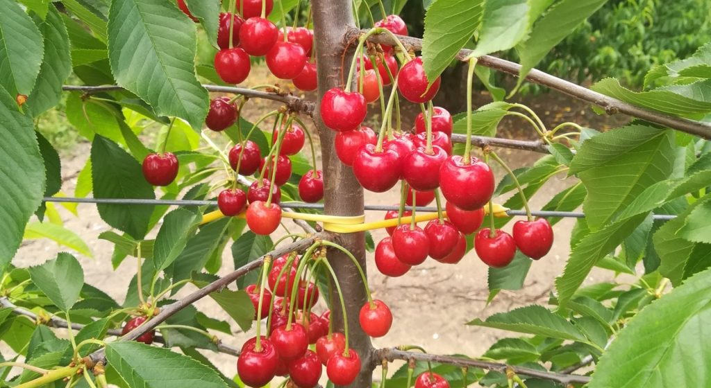 Χωρίζουν την Πέλλα σε ζώνες με αποζημιώσεις ad hoc στο κεράσι από 200€ έως 600€ • Έλληνας Αγρότης