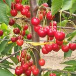 Χωρίζουν την Πέλλα σε ζώνες με αποζημιώσεις ad hoc στο κεράσι από 200€ έως 600€ • Έλληνας Αγρότης