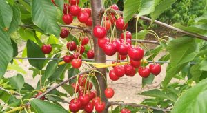 Χωρίζουν την Πέλλα σε ζώνες με αποζημιώσεις ad hoc στο κεράσι από 200€ έως 600€ • Έλληνας Αγρότης