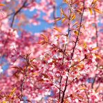 Αποζημίωση δενδροκαλλιεργητών θα γίνει μόνο μέσω ad hoc προγράμματος • Έλληνας Αγρότης