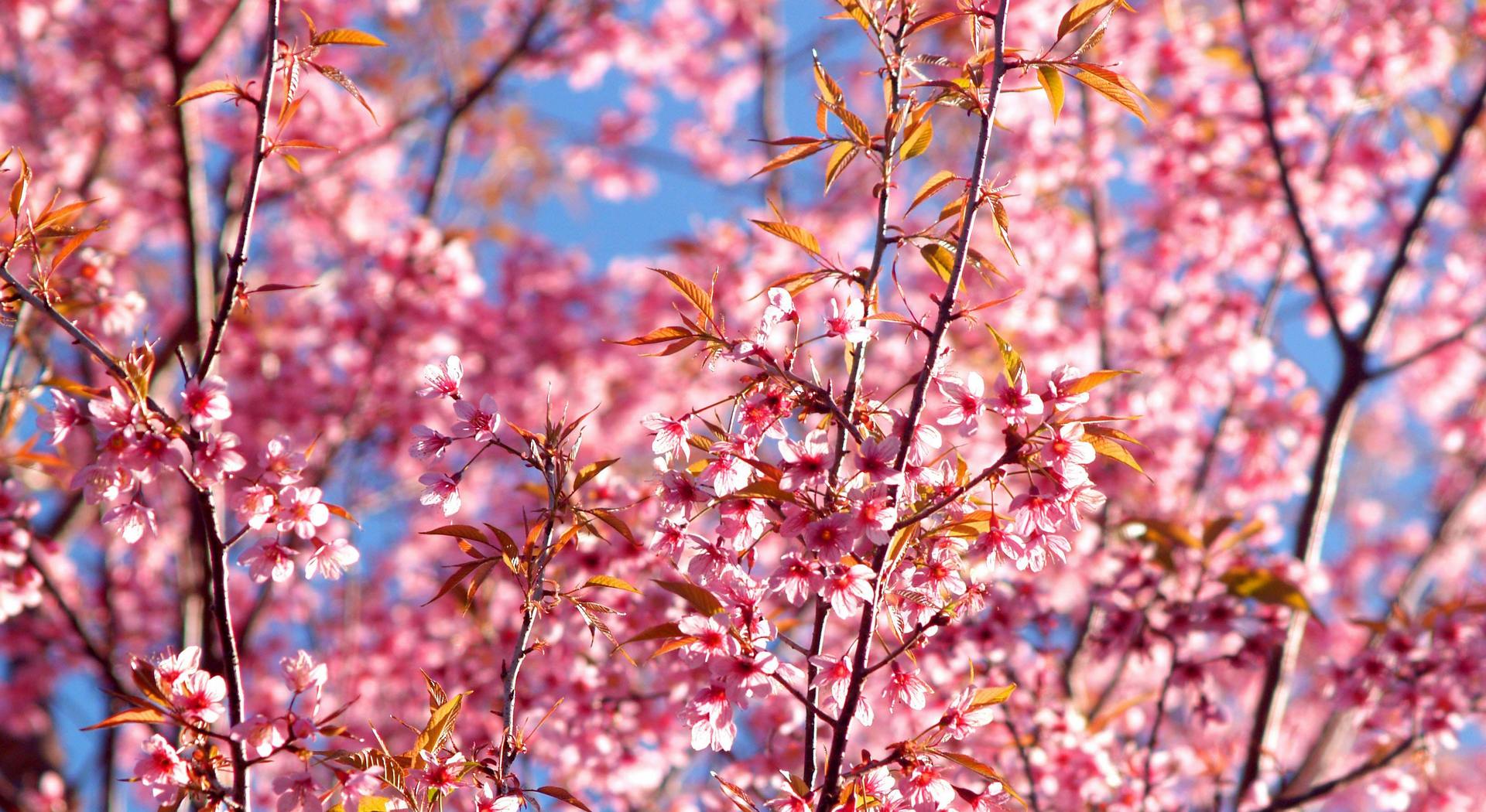 Αποζημίωση δενδροκαλλιεργητών θα γίνει μόνο μέσω ad hoc προγράμματος • Έλληνας Αγρότης
