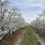 Στρεμματικά οι αποζημιώσεις για παγετό - Ποιες καλλιέργειες περιλαμβάνουν • Έλληνας Αγρότης