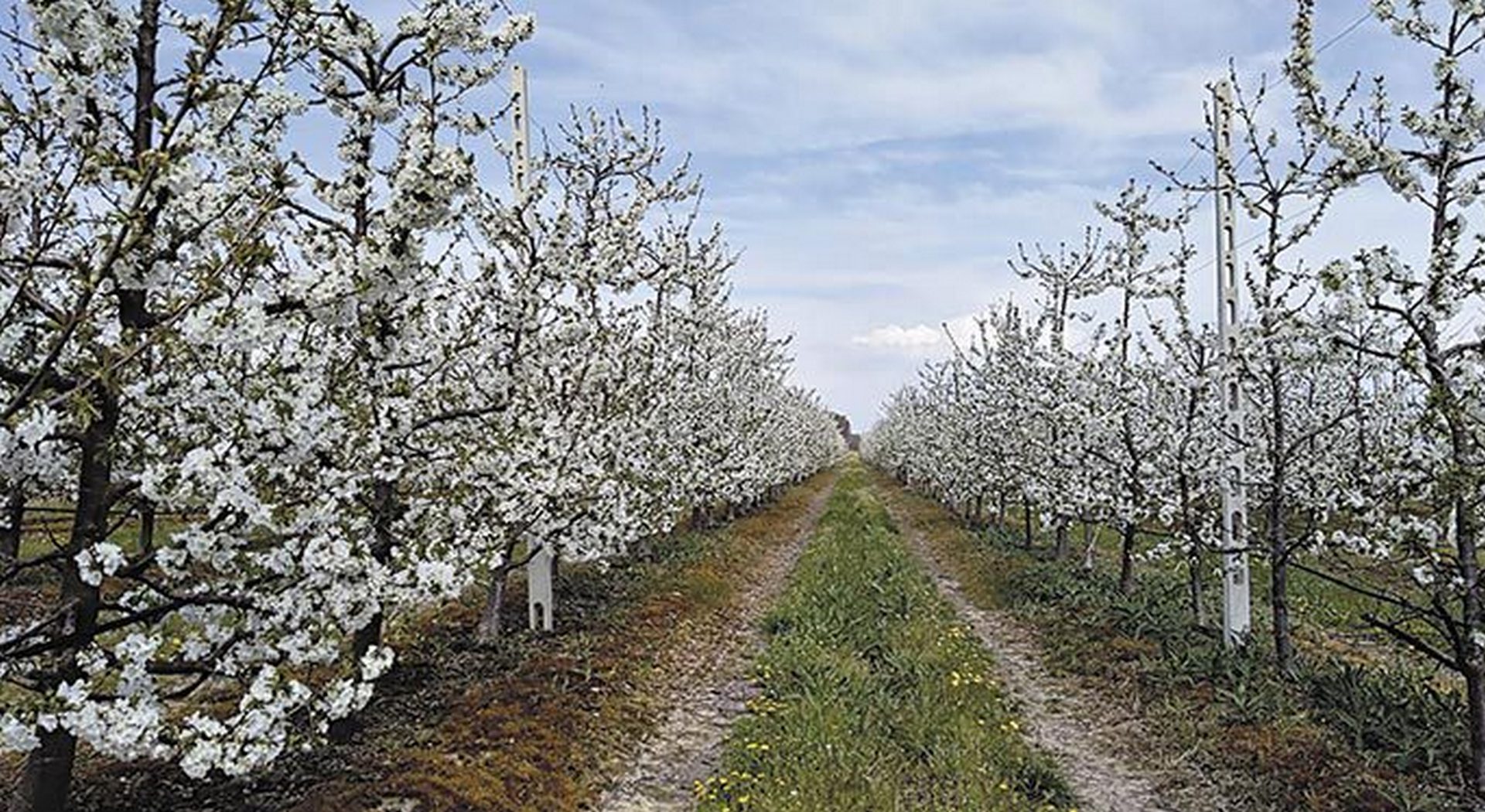Στρεμματικά οι αποζημιώσεις για παγετό - Ποιες καλλιέργειες περιλαμβάνουν • Έλληνας Αγρότης