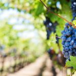 Εκδόθηκαν πίνακες τελικής κατάταξης για αναδιάρθρωση αμπελώνων (Έγγραφο) • Έλληνας Αγρότης