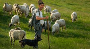 Άλλες 4 συλλήψεις για παραβίαση μέτρων ενάντια στην ευλογιά στη Θεσσαλία • Έλληνας Αγρότης