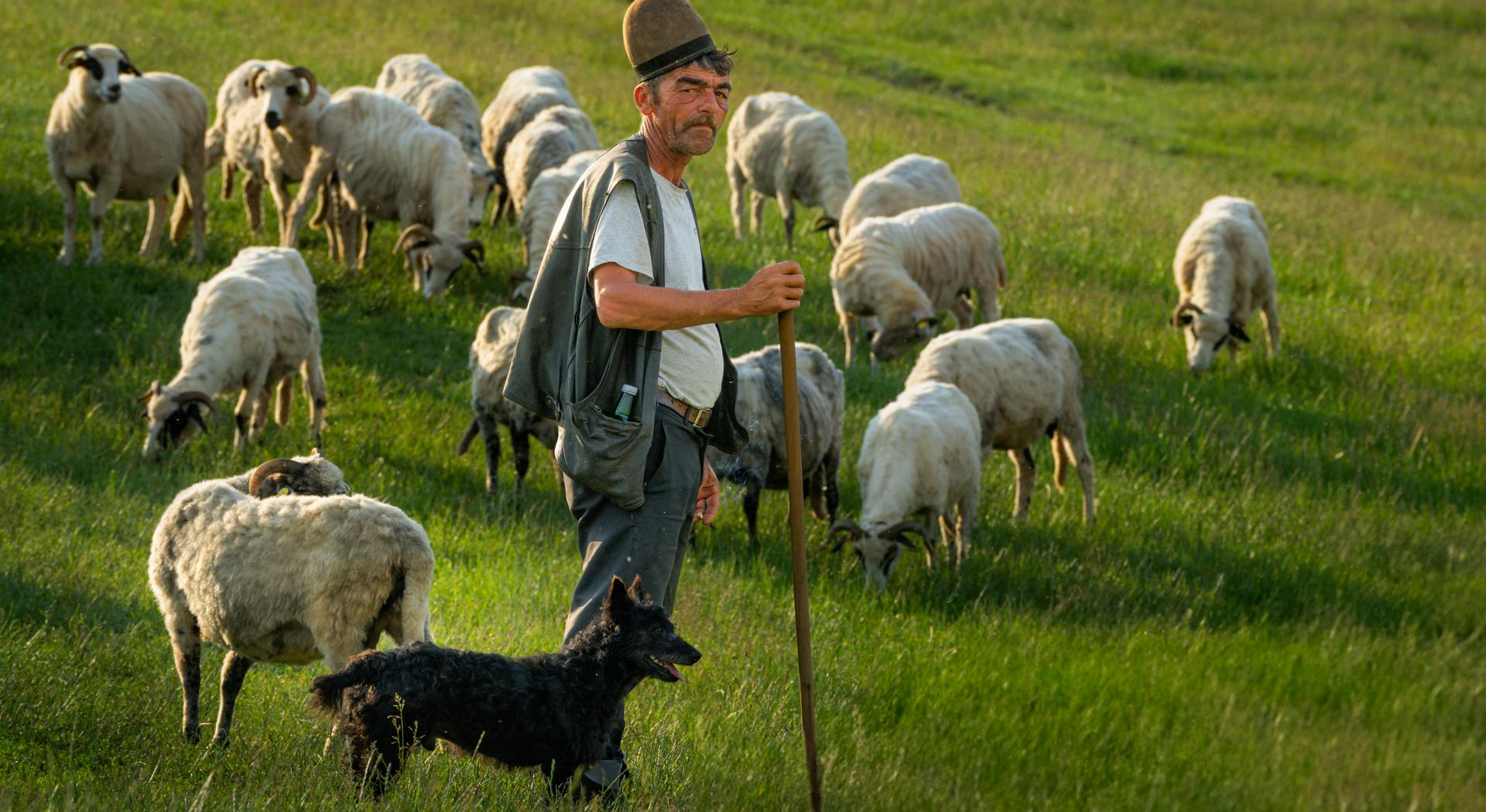 Άλλες 4 συλλήψεις για παραβίαση μέτρων ενάντια στην ευλογιά στη Θεσσαλία • Έλληνας Αγρότης