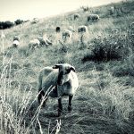 Κτηνοτροφία: Ο κλάδος που νόμιζε ότι άντεχε τα πάντα