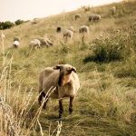 Αποκάλυψη – «βόμβα» από Κόκκαλη: Έγγραφο του ΟΠΕΚΕΠΕ δείχνει επιδοτήσεις σε 29.000 «κτηνοτρόφους» χωρίς παραγωγή!