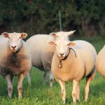 Τράπεζα Ζωικού Γενετικού Υλικού (ΤΖΓΥ):  Στρατηγική για την Οργάνωση και Λειτουργία της