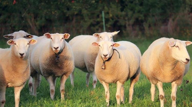 Τράπεζα Ζωικού Γενετικού Υλικού (ΤΖΓΥ):  Στρατηγική για την Οργάνωση και Λειτουργία της