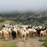 Zητήματα νομιμότητας εγείρει η τροποποιητική ΚΥΑ για βοσκοτόπια