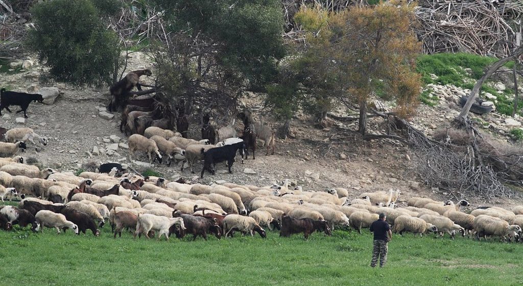 Καταγγελίες για πιέσεις από funds σε κτηνοτρόφους με θανατωθέντα ζώα • Έλληνας Αγρότης