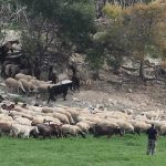 Καταγγελίες για πιέσεις από funds σε κτηνοτρόφους με θανατωθέντα ζώα • Έλληνας Αγρότης