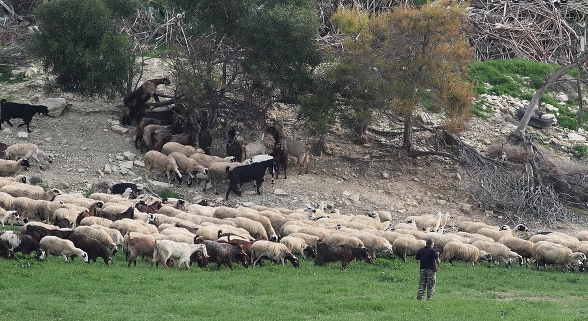 Καταγγελίες για πιέσεις από funds σε κτηνοτρόφους με θανατωθέντα ζώα • Έλληνας Αγρότης