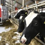 Ρομποτική, δεδομένα και γάλα: Η χρονιά που η Lely έγραψε 1 δισ. ευρώ στην ευρωπαϊκή γεωργία