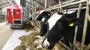 Ρομποτική, δεδομένα και γάλα: Η χρονιά που η Lely έγραψε 1 δισ. ευρώ στην ευρωπαϊκή γεωργία