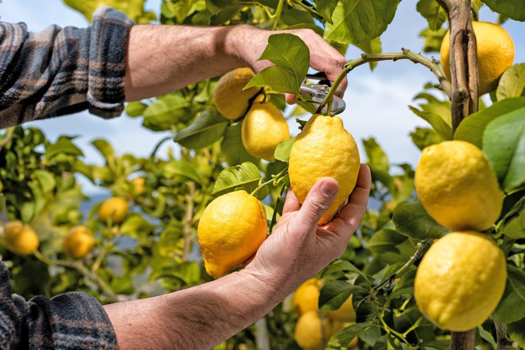 Στα ύψη η τιμή του λεμονιού στην Κορινθία και στην Αργολίδα