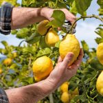 Στα ύψη η τιμή του λεμονιού στην Κορινθία και στην Αργολίδα