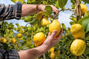 Στα ύψη η τιμή του λεμονιού στην Κορινθία και στην Αργολίδα