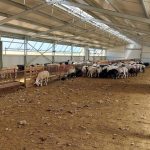 Εθνική Επιτροπή Ευλογιάς: Γιατί ο εμβολιασμός που προτείνει η EFSA κρίνεται επισφαλής και ανεφάρμοστος στην Ελλάδα