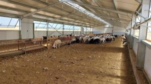 Εθνική Επιτροπή Ευλογιάς: Γιατί ο εμβολιασμός που προτείνει η EFSA κρίνεται επισφαλής και ανεφάρμοστος στην Ελλάδα