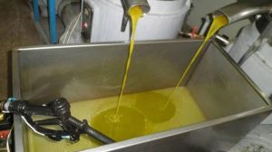 Ανδαλουσία: Πρόγραμμα 4,6 εκατ. ευρώ για τεχνική στήριξη στην ολοκληρωμένη παραγωγή ελαιώνα