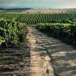 Wine Paris 2026: Μπλόκο στη χρήση του όρου «μακεδονικοί οίνοι» χωρίς την ΠΓΕ Μακεδονία