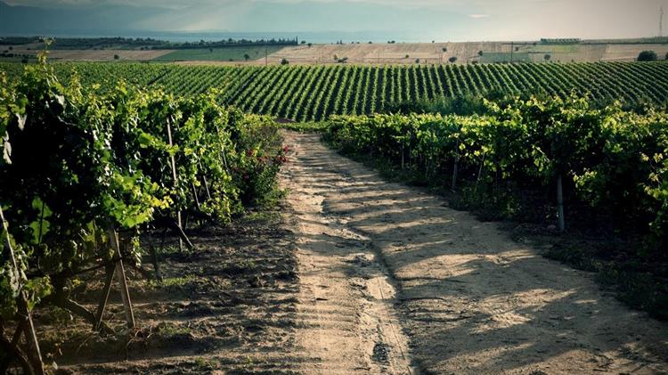 Wine Paris 2026: Μπλόκο στη χρήση του όρου «μακεδονικοί οίνοι» χωρίς την ΠΓΕ Μακεδονία