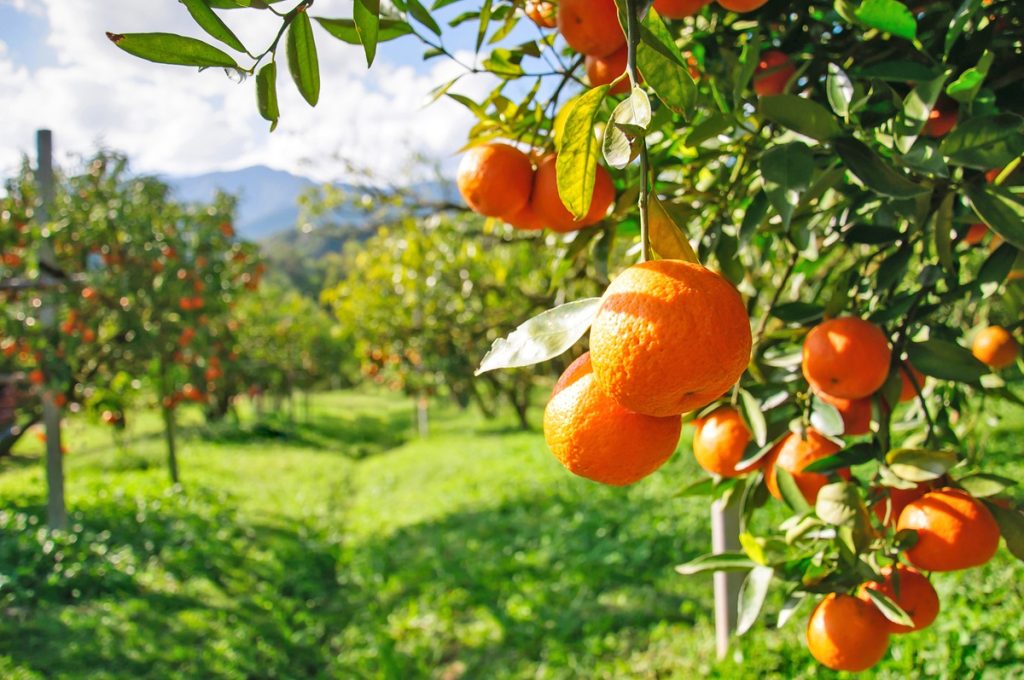 Οι Δαναΐδες της αγροτικής μας οικονομίας