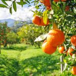 Οι Δαναΐδες της αγροτικής μας οικονομίας