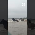 'Αγρια άλογα στο Δέλτα του Έβρου - Ένα σπάνιο και εντυπωσιακό στιγμιότυπο (βίντεο)