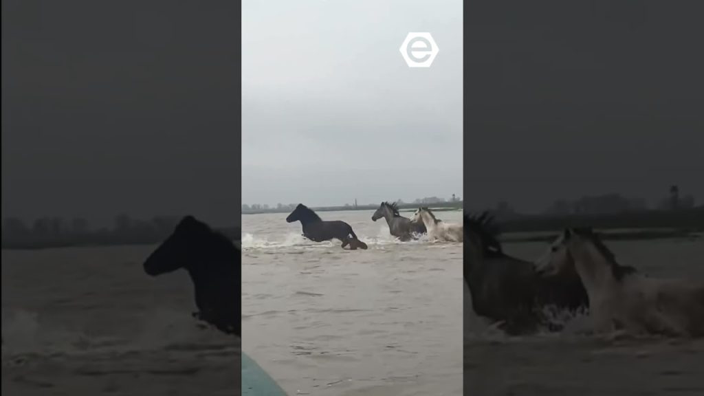 'Αγρια άλογα στο Δέλτα του Έβρου - Ένα σπάνιο και εντυπωσιακό στιγμιότυπο (βίντεο)