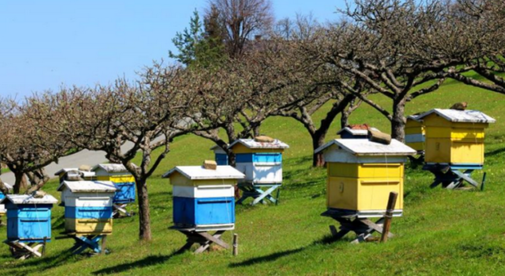 Αιτήσεις για 7 μελισσοκομικά προγράμματα με τιμολόγια για κυψέλες κομμένα έως τις 30 Μάη • Έλληνας Αγρότης