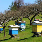 Αιτήσεις για 7 μελισσοκομικά προγράμματα με τιμολόγια για κυψέλες κομμένα έως τις 30 Μάη • Έλληνας Αγρότης