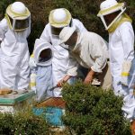 european-beekeeping-association-i-kap-apektise-tin-kypseli-tis-pros-leitourgiki-axiopoiisi-apo-tin-politeia-262708