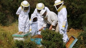 european-beekeeping-association-i-kap-apektise-tin-kypseli-tis-pros-leitourgiki-axiopoiisi-apo-tin-politeia-262708