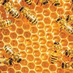 pos-o-egkefalos-tis-melissas-diamorfonei-ta-ypologistika-tsip-tou-mellontos-276580