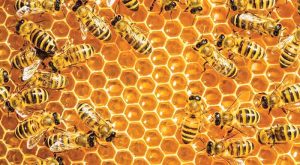 pos-o-egkefalos-tis-melissas-diamorfonei-ta-ypologistika-tsip-tou-mellontos-276580