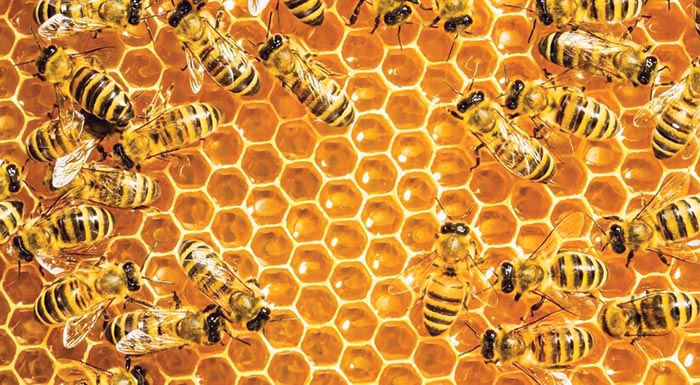 pos-o-egkefalos-tis-melissas-diamorfonei-ta-ypologistika-tsip-tou-mellontos-276580