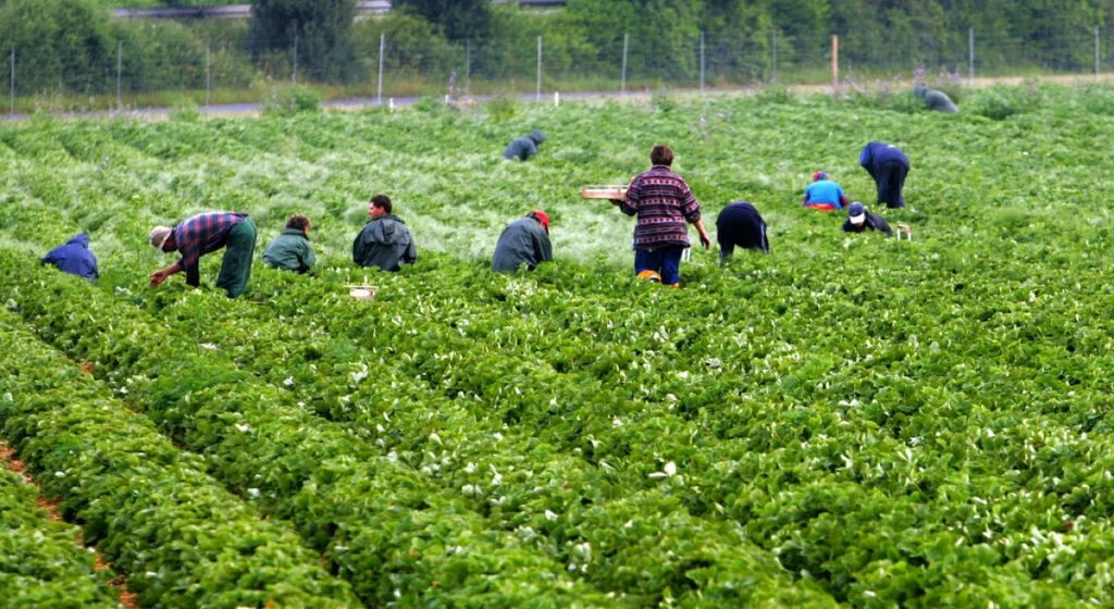 Πλατφόρμα ειδικά για μετακλητούς εργάτες γης από Αίγυπτο - Πώς λειτουργεί • Έλληνας Αγρότης