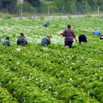 Πλατφόρμα ειδικά για μετακλητούς εργάτες γης από Αίγυπτο - Πώς λειτουργεί • Έλληνας Αγρότης