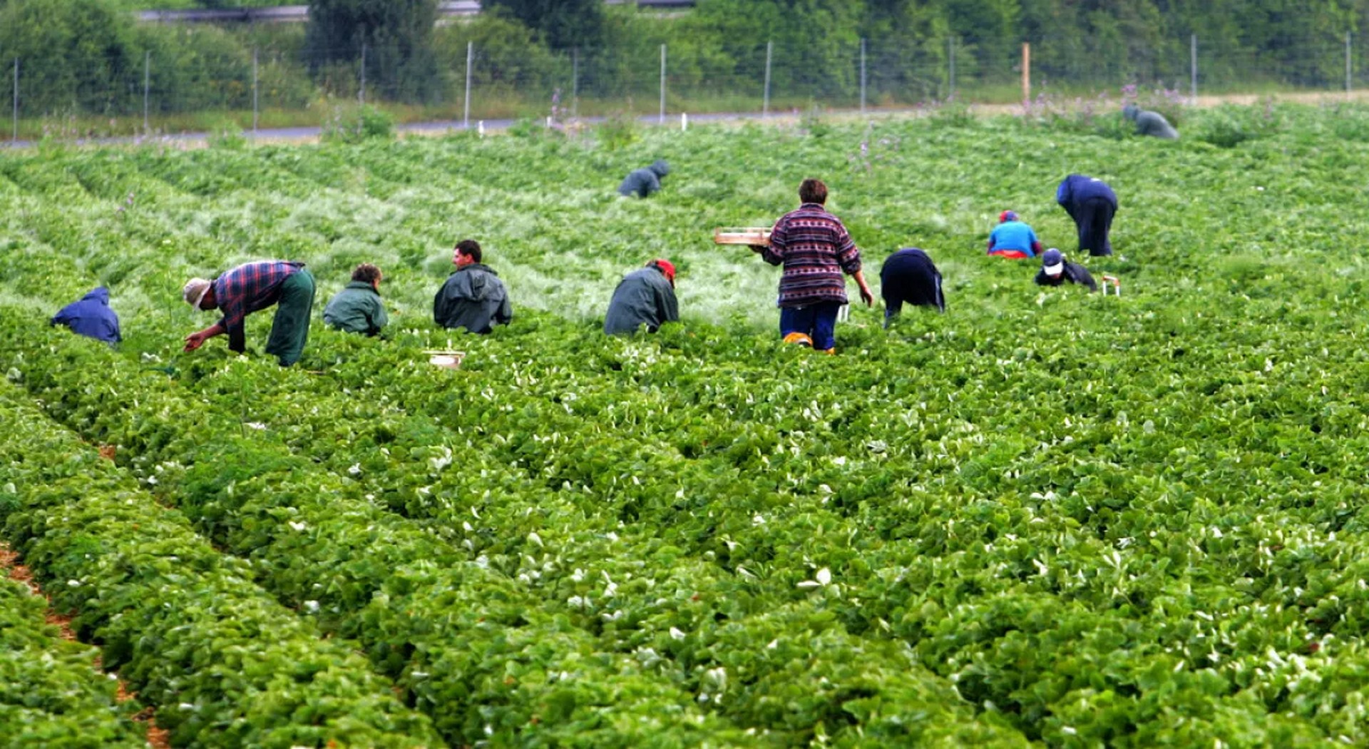 Πλατφόρμα ειδικά για μετακλητούς εργάτες γης από Αίγυπτο - Πώς λειτουργεί • Έλληνας Αγρότης
