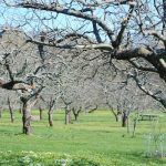 Αναγκαία η λήψη προληπτικών μέτρων κατά του φουζικλάδιου στα μηλοειδή